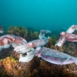 Giant Australian cuttlefish gather on the seabed near Whyalla during their annual breeding season in South Australia's Upper Spencer Gulf Marine Park.