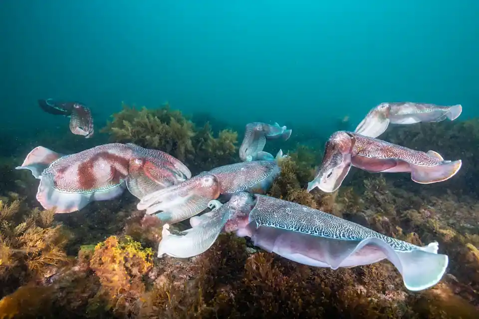 Giant Australian cuttlefish gather on the seabed near Whyalla during their annual breeding season in South Australia's Upper Spencer Gulf Marine Park.