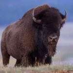 American bison standing in a grassy field at Yellowstone National Park, highlighting the powerful wildlife featured in a report about a 12-year-old child hospitalized after a bison attack near the Mud Volcano area.