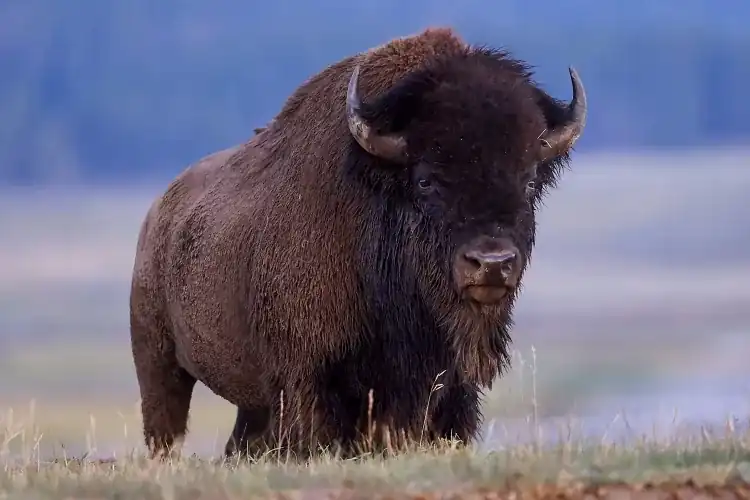 American bison standing in a grassy field at Yellowstone National Park, highlighting the powerful wildlife featured in a report about a 12-year-old child hospitalized after a bison attack near the Mud Volcano area.