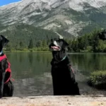 Alberta conservation dogs Jane, Winnie and Hilo inspecting a boat for invasive mussels