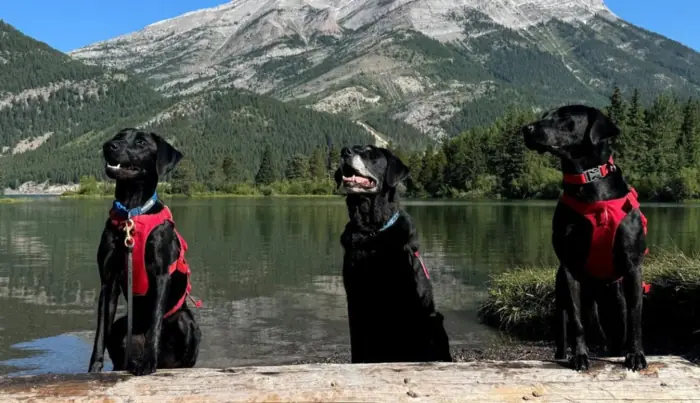 Alberta conservation dogs Jane, Winnie and Hilo inspecting a boat for invasive mussels