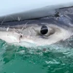 730-pound great white shark Bella at the water's surface after being tagged by researchers in Atlantic Canada