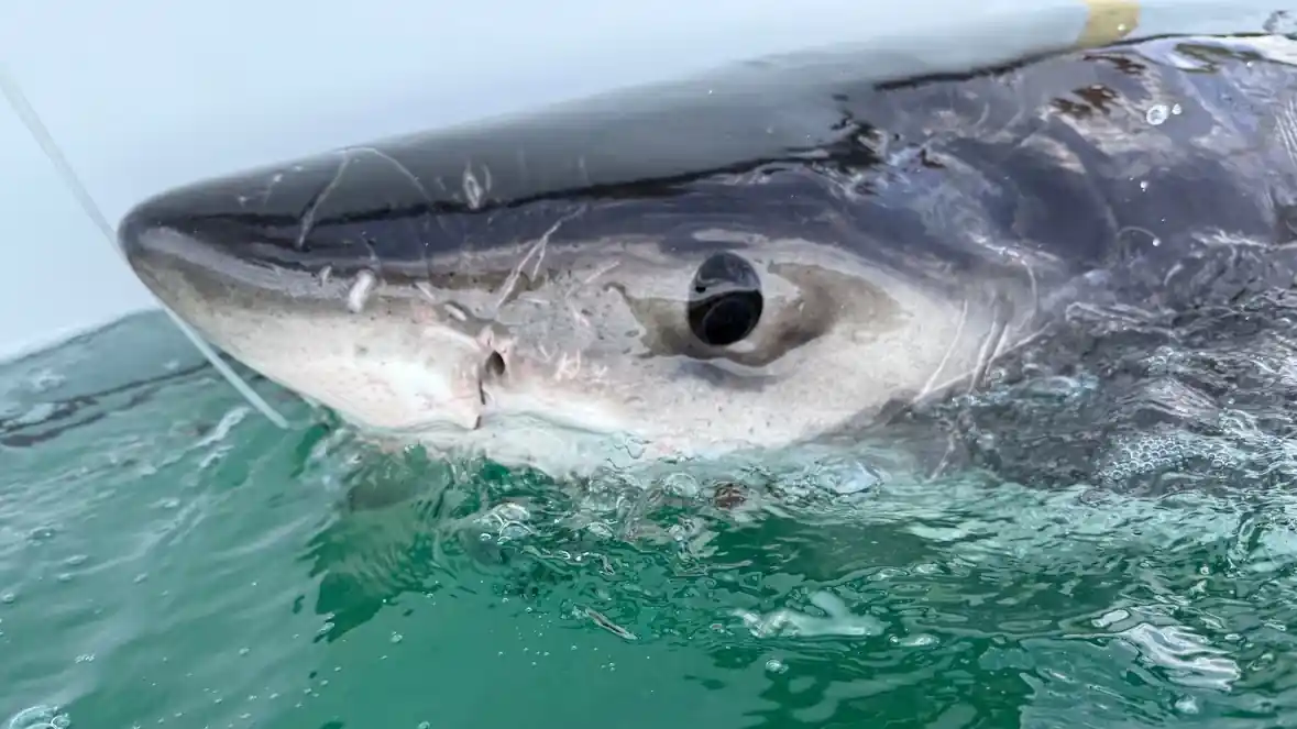 730-pound great white shark Bella at the water's surface after being tagged by researchers in Atlantic Canada