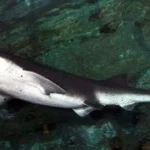 Broadnose sevengill shark swimming underwater.