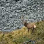 Fiordland wapiti standing in Fiordland National Park after New Zealand designated the herd as the country's first Herd of Special Interest.