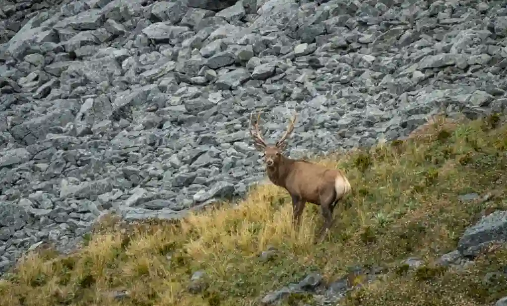 Fiordland wapiti standing in Fiordland National Park after New Zealand designated the herd as the country's first Herd of Special Interest.