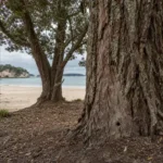 Drill holes discovered in a poisoned pōhutukawa tree at Hahei Beach in the Coromandel