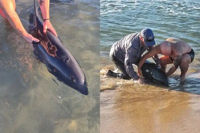 Volunteers assist a stranded melon-headed whale at Stockton Beach, while NSW marine rescue efforts continue during a busy weekend of whale incidents.