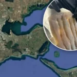 Authorities seized illegally imported seafood after uncovering a secret fish trafficking operation linked to a Melbourne restaurant.