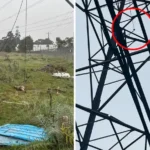 Young kangaroo found caught in a suspected snare beneath an electricity pylon near South Morang, Melbourne.