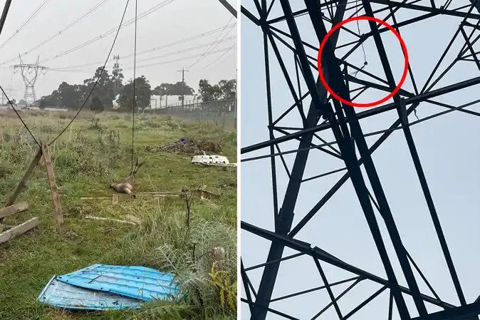 Young kangaroo found caught in a suspected snare beneath an electricity pylon near South Morang, Melbourne.