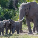 Elephants near Amboseli National Park amid Kenya cyanide poisoning investigation