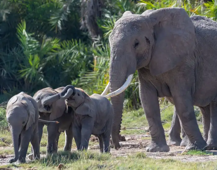 Elephants near Amboseli National Park amid Kenya cyanide poisoning investigation