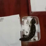 Native lizard recovered from a parcel intercepted during a Western Australia wildlife-smuggling investigation.