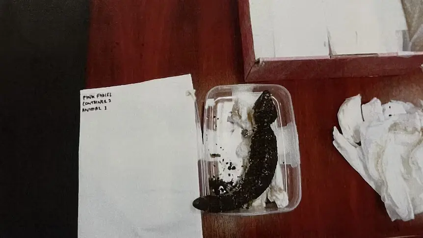 Native lizard recovered from a parcel intercepted during a Western Australia wildlife-smuggling investigation.