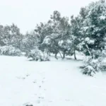 Fresh snow blankets trees and open ground in the NSW Snowy Mountains during a winter snowfall forecast.