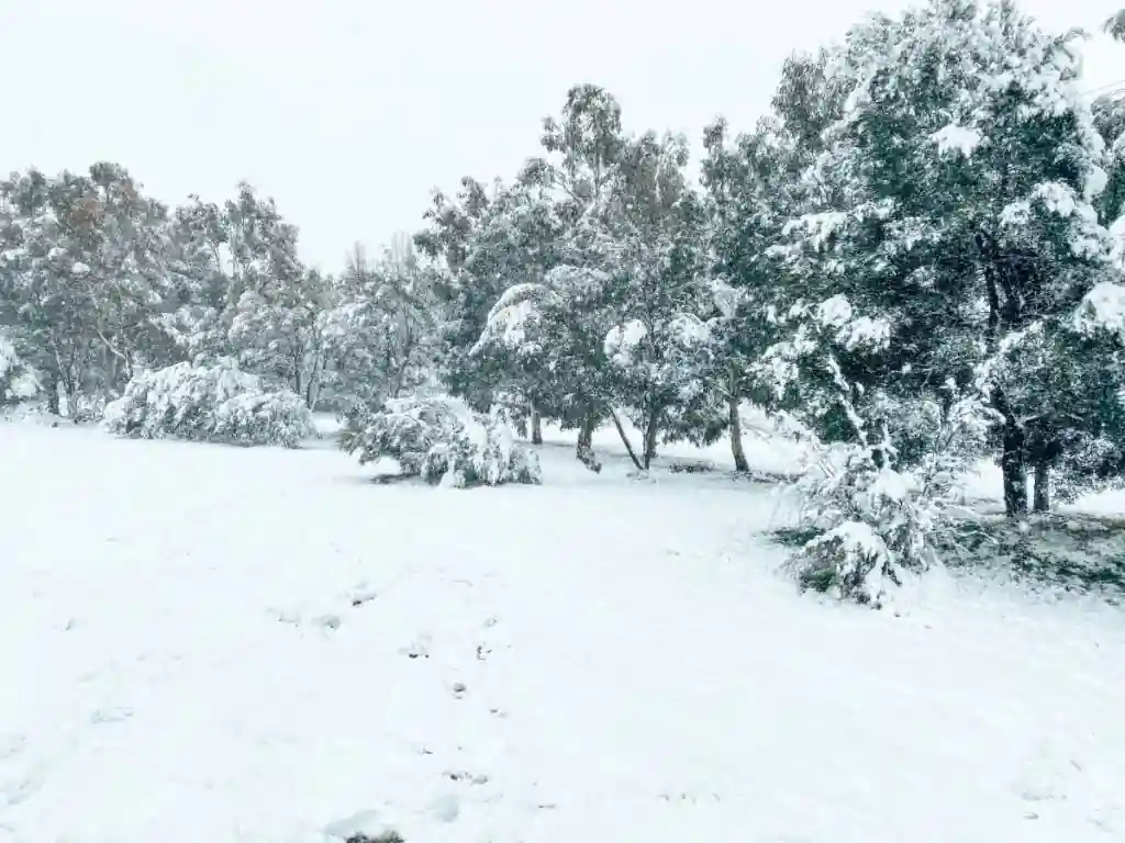 Fresh snow blankets trees and open ground in the NSW Snowy Mountains during a winter snowfall forecast.
