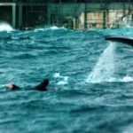 Endangered southern right whale mother and calf swimming near the New South Wales coast during the 2026 breeding season.
