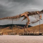 T. rex skeleton "Gus" displayed before its record-breaking $50.1 million Sotheby's auction sale in New York