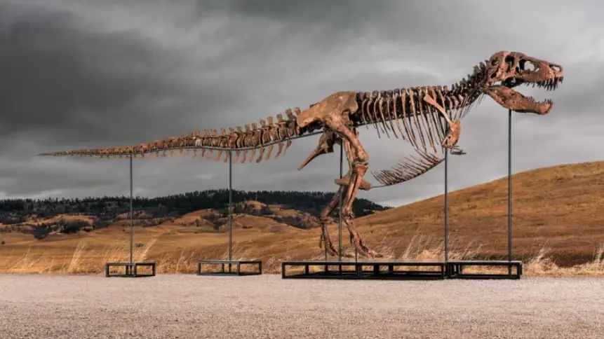 T. rex skeleton "Gus" displayed before its record-breaking $50.1 million Sotheby's auction sale in New York