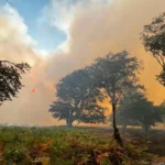 A31 Fire Today: New Forest Blaze Near Ringwood Shuts Road in Both Direction