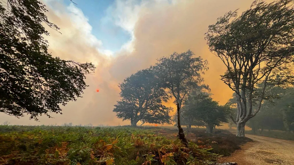 A31 Fire Today: New Forest Blaze Near Ringwood Shuts Road in Both Direction