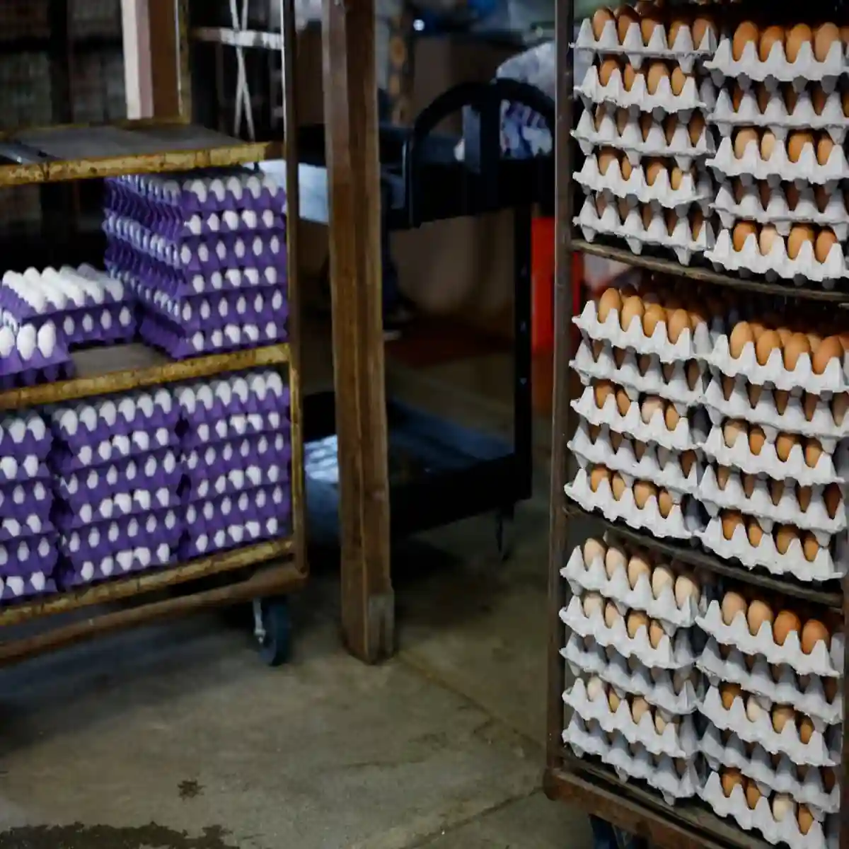 FDA Egg Recall 2026: Nearly 19 Million Eggs Recalled—Check Brands, Codes and States.