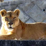 Three Lions Die at Tokyo Zoo During Japan