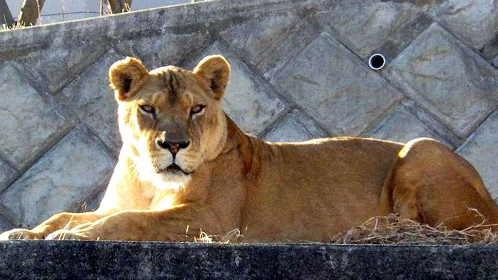 Three Lions Die at Tokyo Zoo During Japan