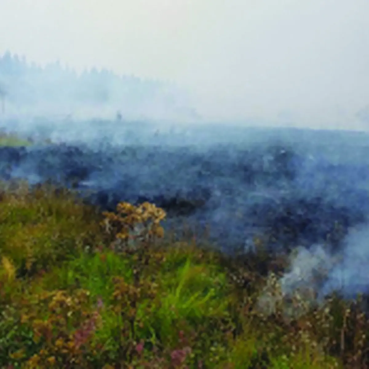 Belgium Wildfire Latest: Rain Brings Hope After Record Blaze Burns 3,000 Hectares
