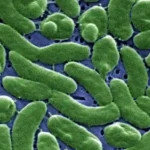 Louisiana Flesh-Eating Bacteria Kills 5: Symptoms, Risks and Seawater Warning