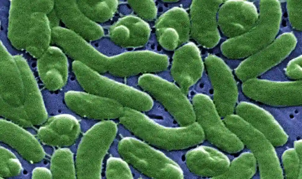Louisiana Flesh-Eating Bacteria Kills 5: Symptoms, Risks and Seawater Warning
