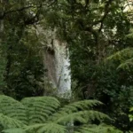 1,200-Year-Old Coromandel Kauri Tree Infected With Dieback