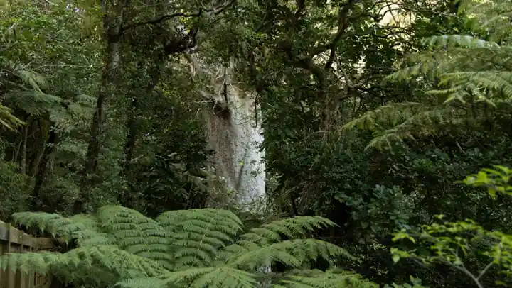 1,200-Year-Old Coromandel Kauri Tree Infected With Dieback