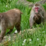 Japanese macaque at a zoo following Granby Zoo public health warning in Quebec