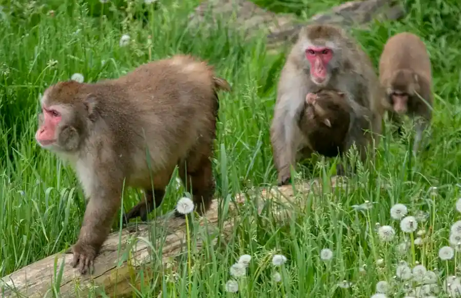 Japanese macaque at a zoo following Granby Zoo public health warning in Quebec
