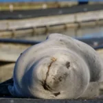 Young leopard seal resting at Tauranga's Sulphur Point boat ramp while the Department of Conservation maintains a safety cordon.