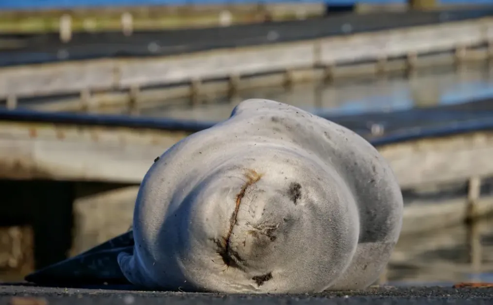 Young leopard seal resting at Tauranga's Sulphur Point boat ramp while the Department of Conservation maintains a safety cordon.