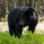 Black bear in a wooded area following the Maple Ridge bear attack investigation.
