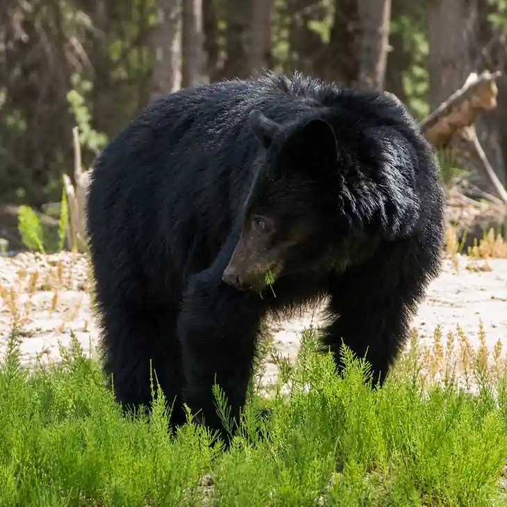Black bear in a wooded area following the Maple Ridge bear attack investigation.