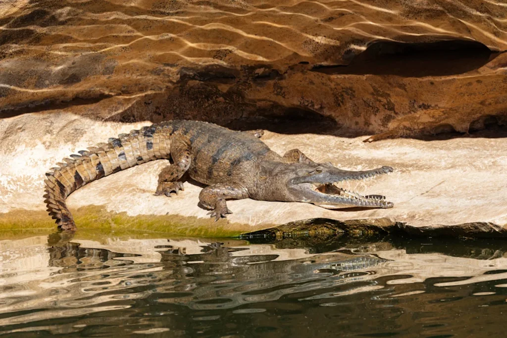 Brisbane 2032 Clears Crocodile-Habitat Fitzroy River for Olympic Rowing