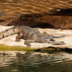 Brisbane 2032 Clears Crocodile-Habitat Fitzroy River for Olympic Rowing