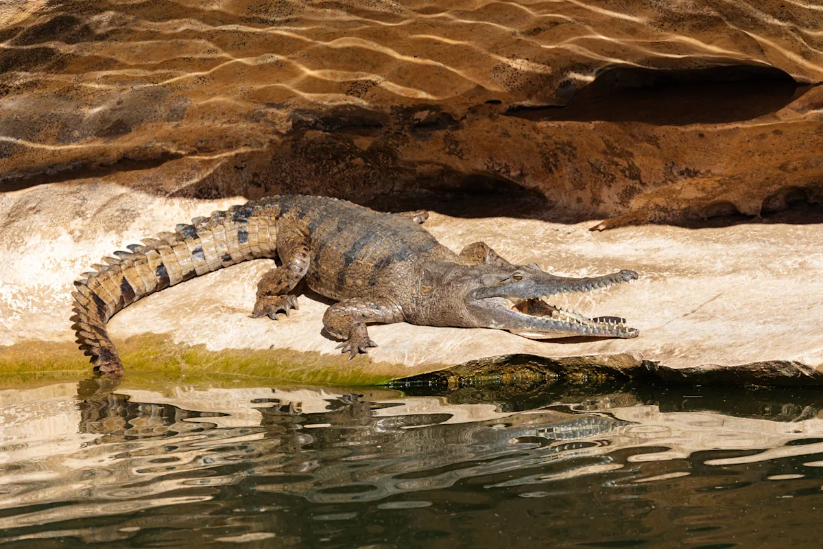 Brisbane 2032 Clears Crocodile-Habitat Fitzroy River for Olympic Rowing