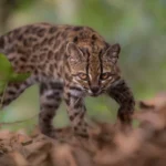 Leopardus tilcayo, the newly identified spotted wild cat species from Bolivia’s Yungas cloud forest.