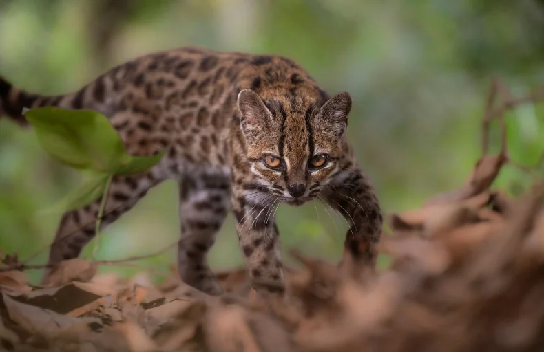 Leopardus tilcayo, the newly identified spotted wild cat species from Boliviaâs Yungas cloud forest.