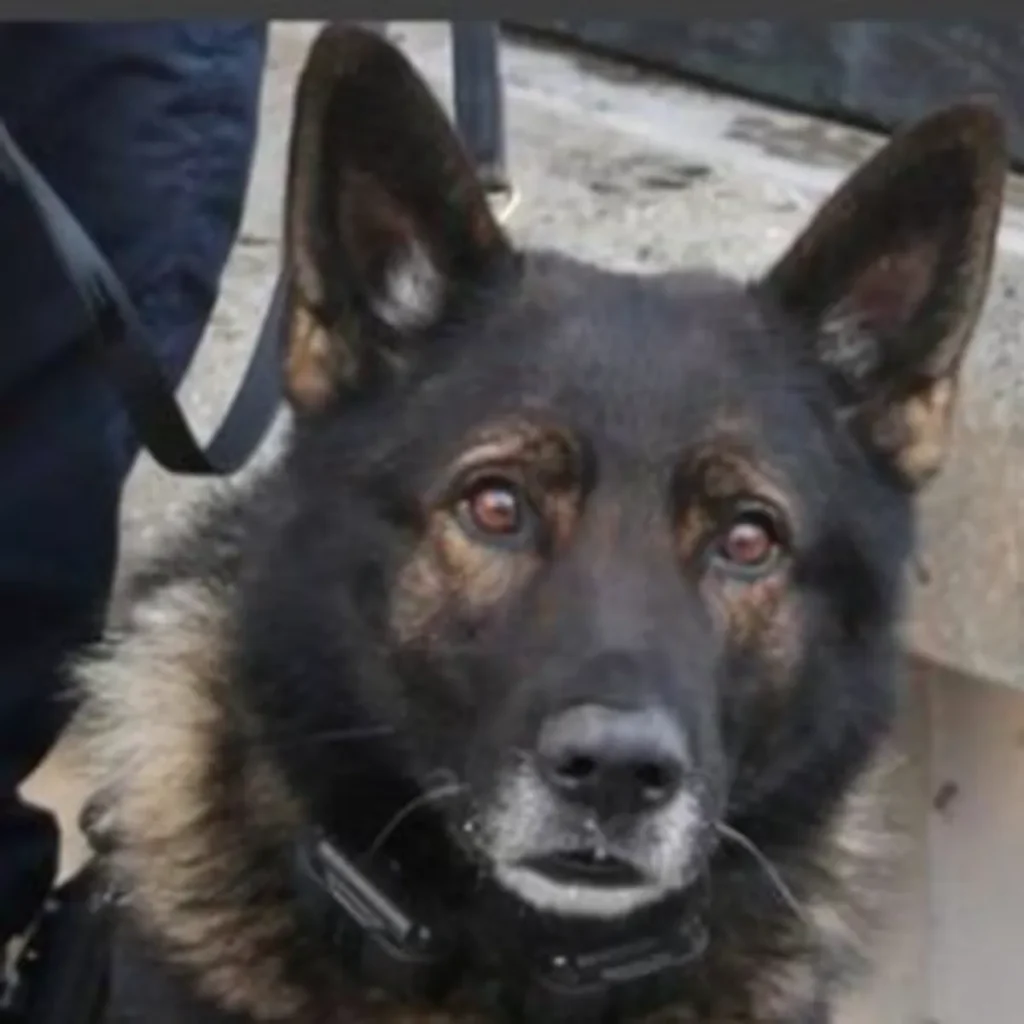 Portland Police K-9 Kylo Killed in Shooting on His Final Shift After 6 Years of Service