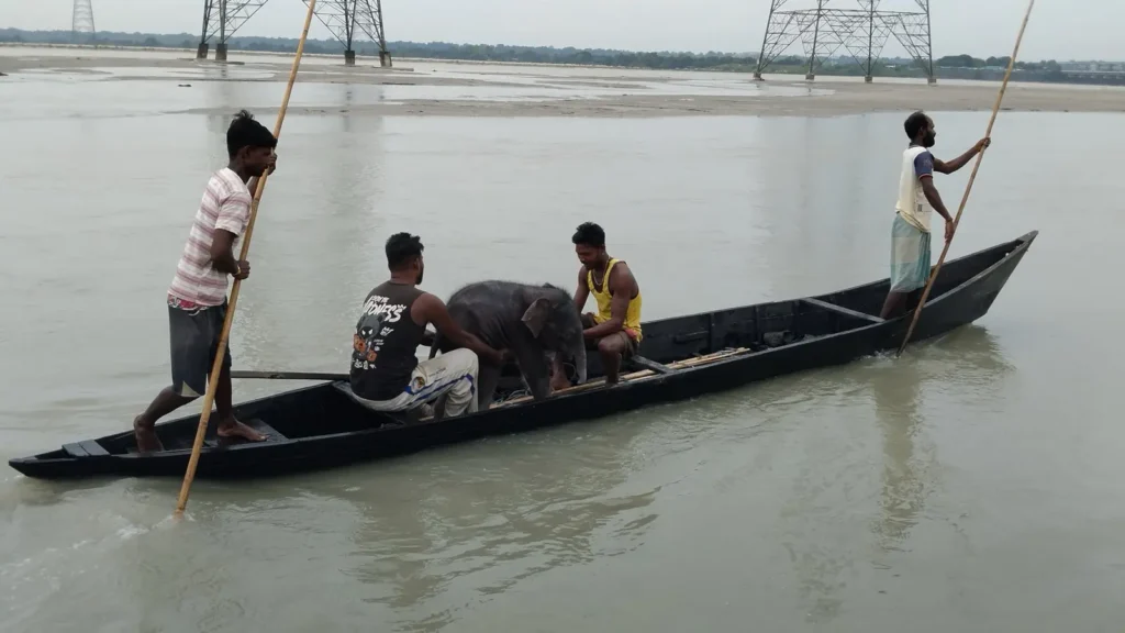 Baby Elephant Swept Down Teesta Rescued, Reunited With Mother