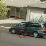 Santa Ana Police Hunt for Woman After Puppy Deliberately Run Over by Minivan