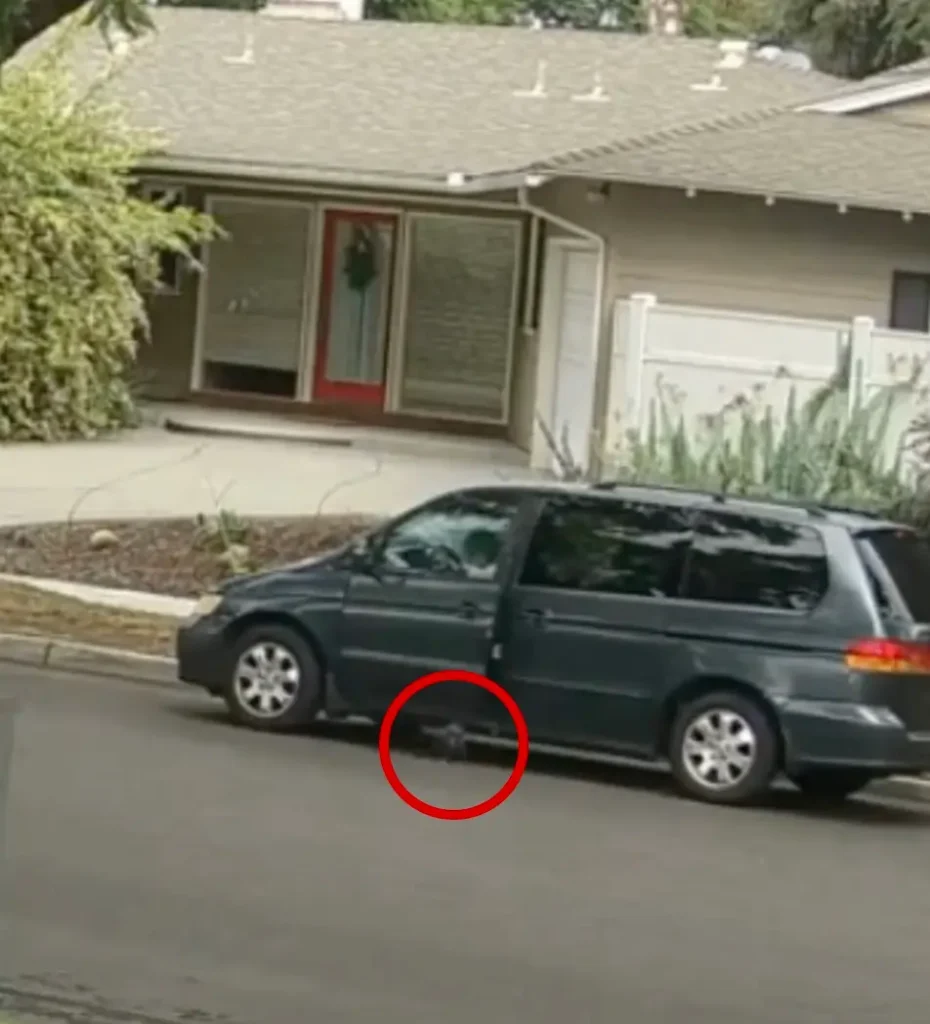 Santa Ana Police Hunt for Woman After Puppy Deliberately Run Over by Minivan